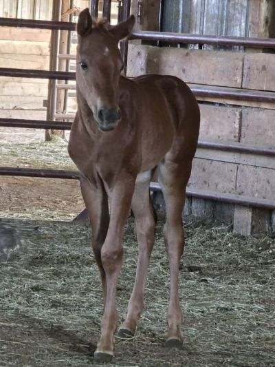 Bluestem Roan Bar JW<BR>AQHA PENDING